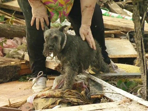 oklahoma-tornado-dog