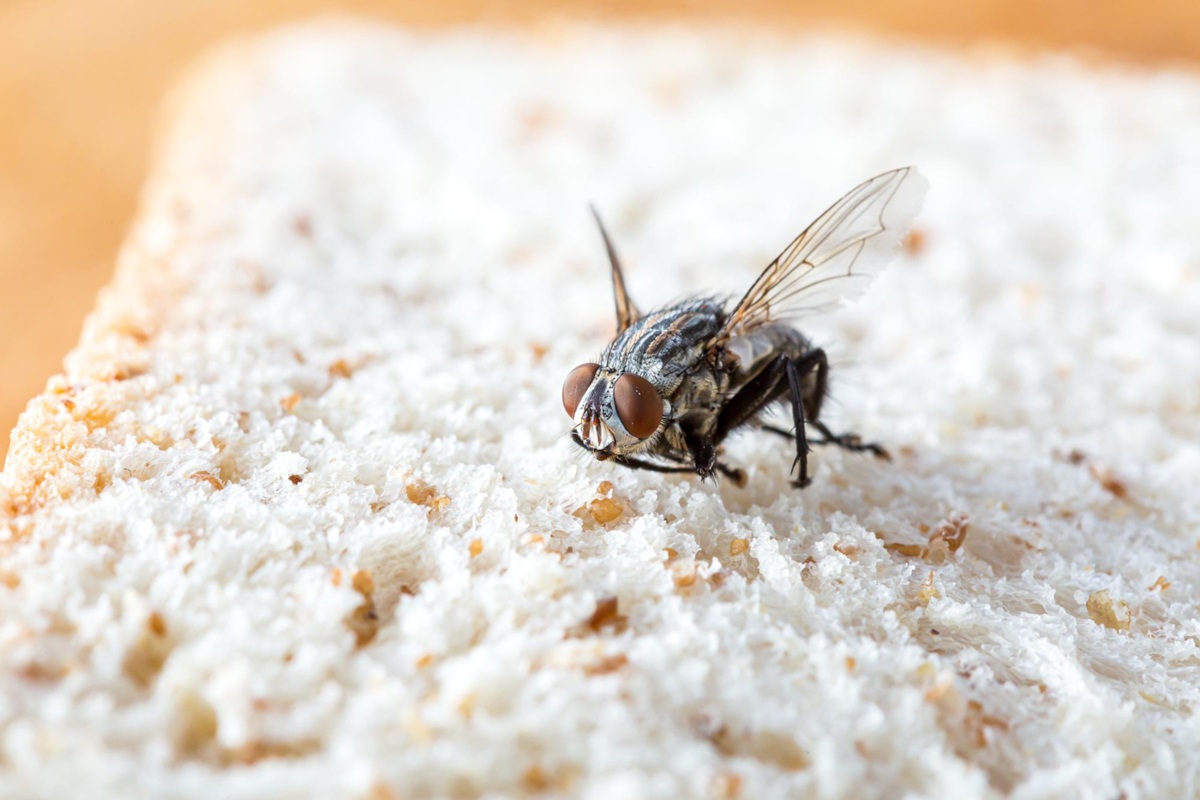 Tired of flies? Here are 3 tips to create an ultra-effective trap (and you already have everything at home)
