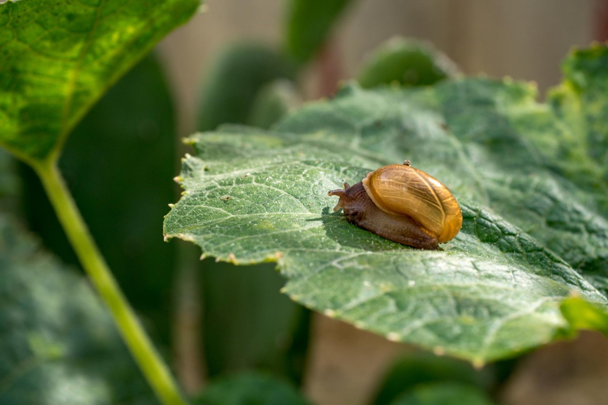 Bad news for slugs and snails: these 4 natural tricks will make them disappear