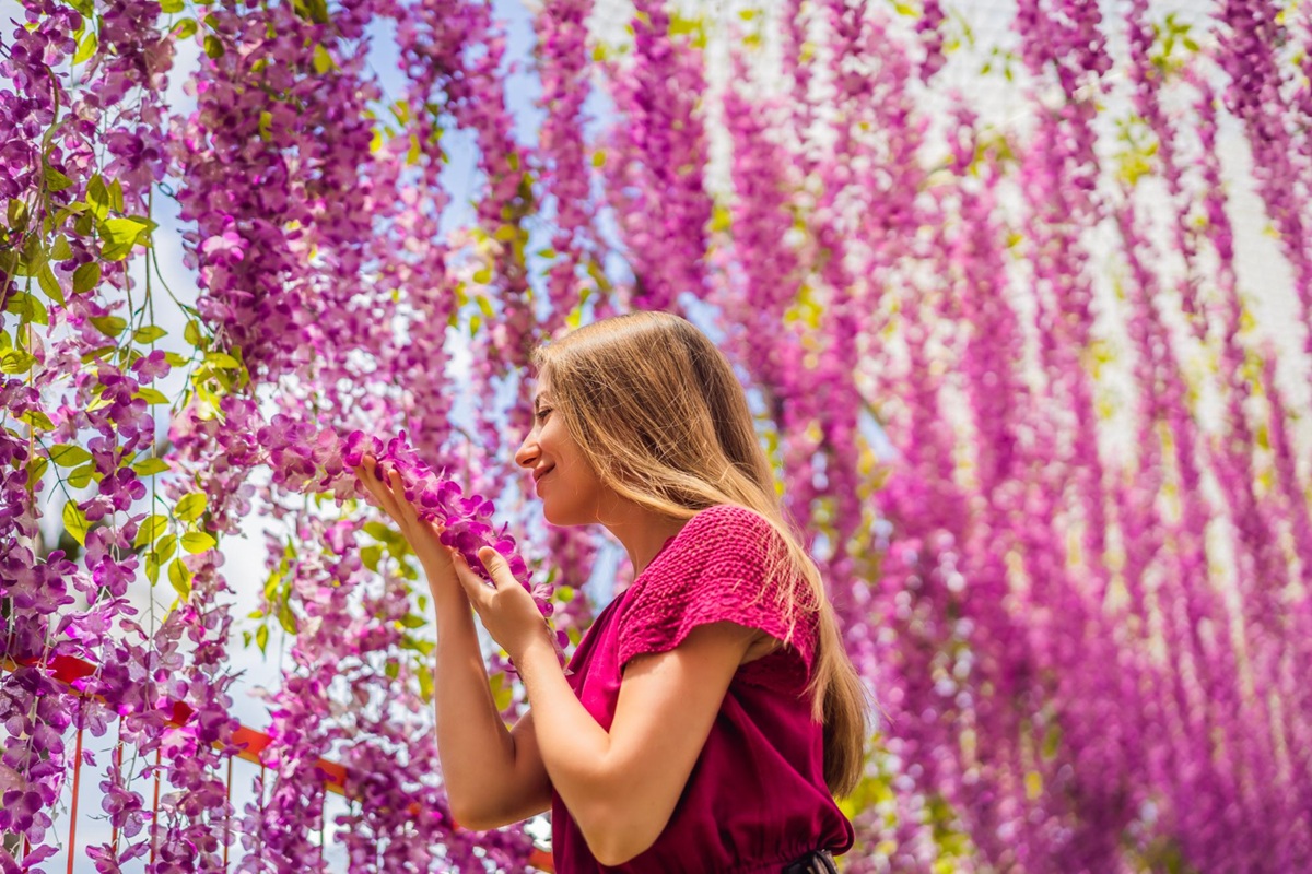 Want to dress up a wall or a pergola? This climbing plant beautifies your support in no time.