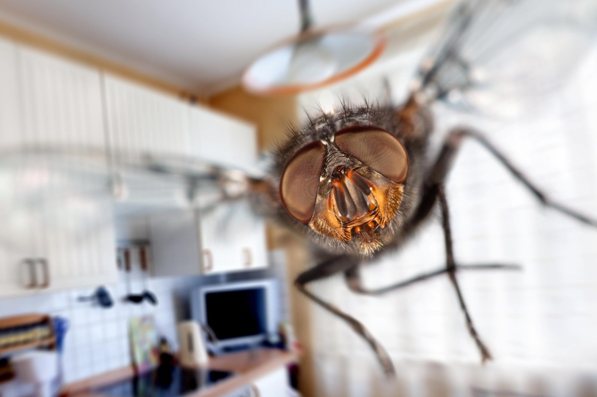 Tired of flies in the house? Place this cut fruit on a plate and watch the magic