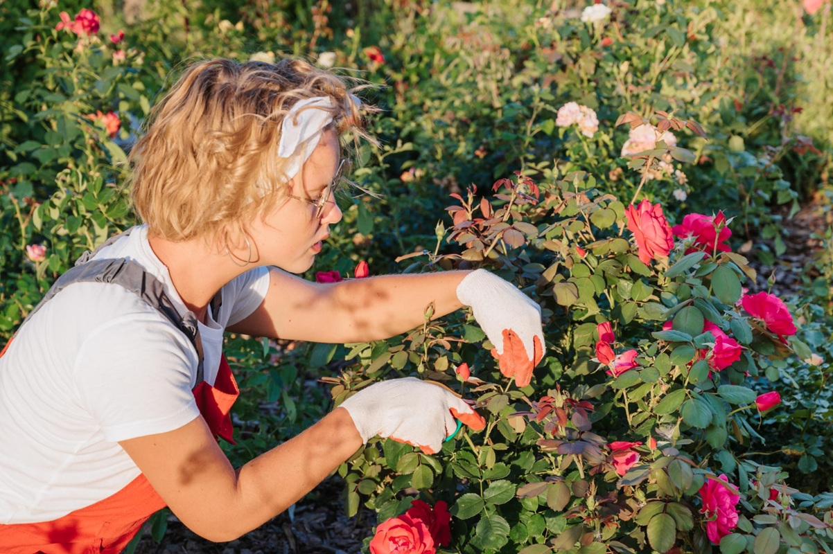 Planting roses: this mistake that almost all beginner gardeners make