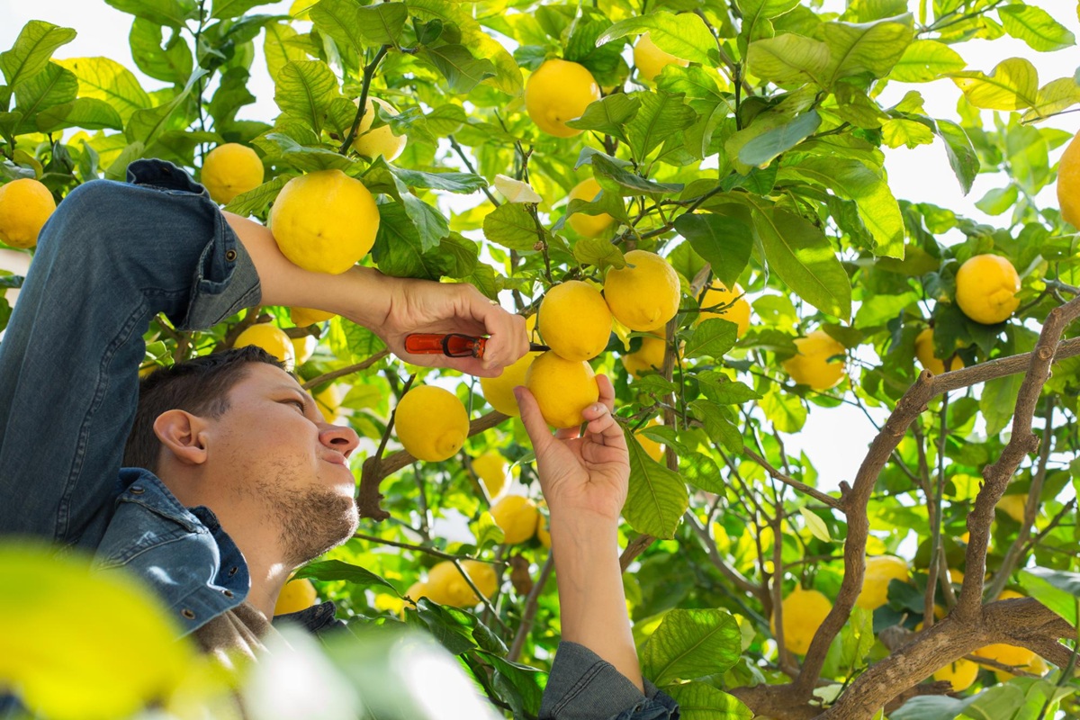 Will your lemon tree produce lemons this year? The signs that don’t lie