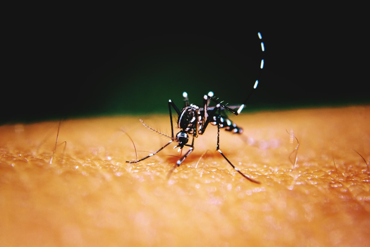 Tiger mosquito: the mistakes to avoid at all costs if you don’t want them to invade you