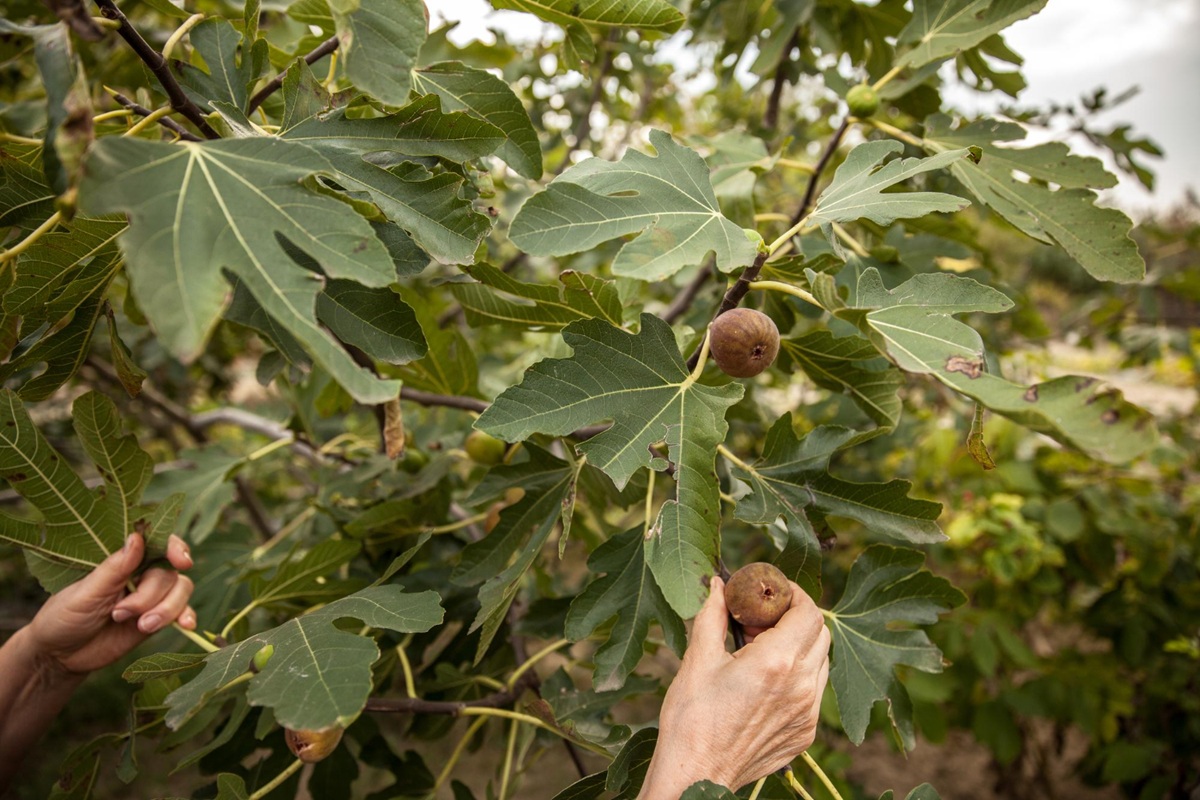 Is your fig tree stingy? Here’s the simple gesture that will finally make it ultra generous with fruits